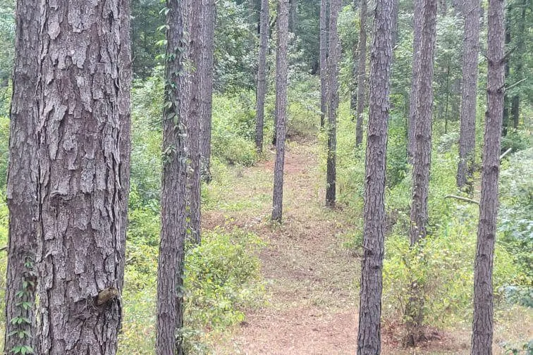 Tall pine stand with an open walking path through green undergrowth