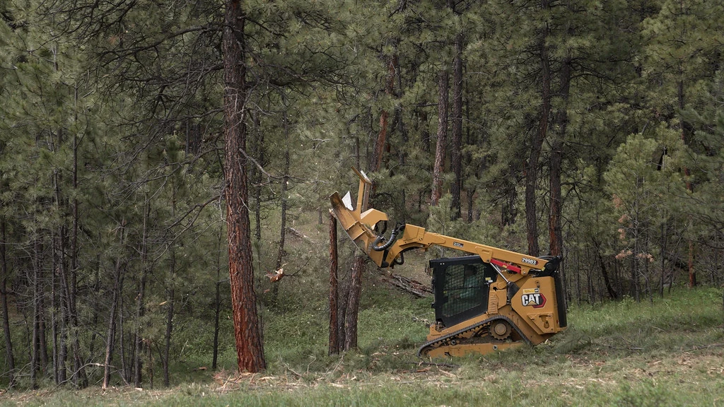 Tracked forestry mulcher operating among pine trees