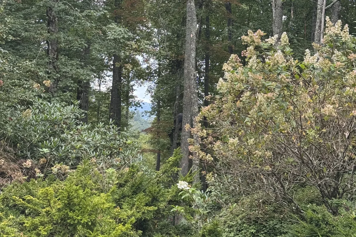 Dense shrubs and tall trees crowding a wooded mountain property
