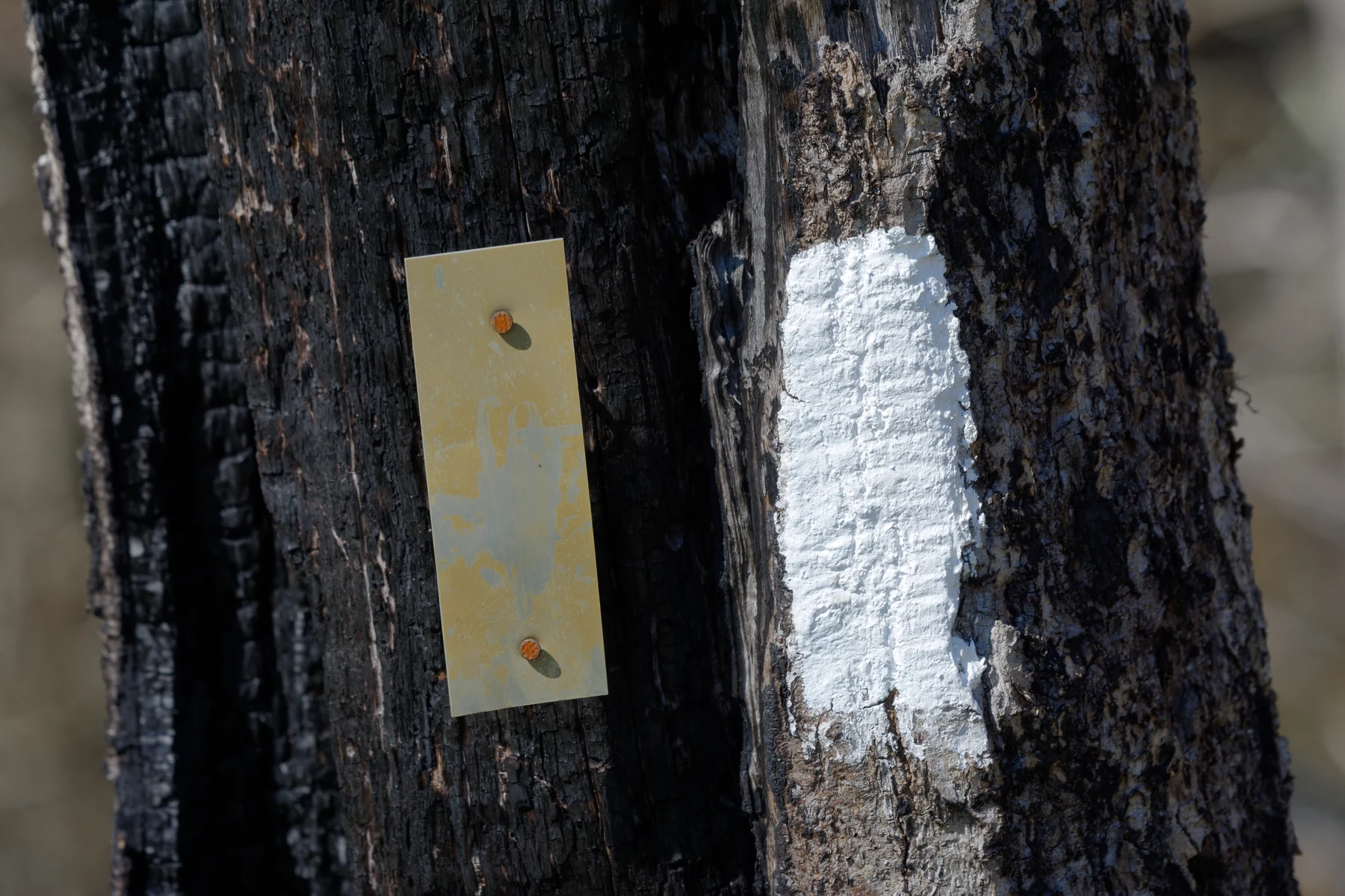 Trail markers on a tree at Wayah Bald, North Carolina