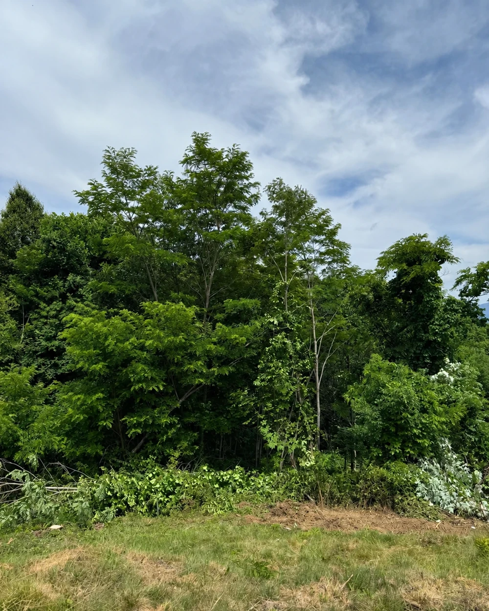 Before clearing, dense trees and overgrowth block the mountain view