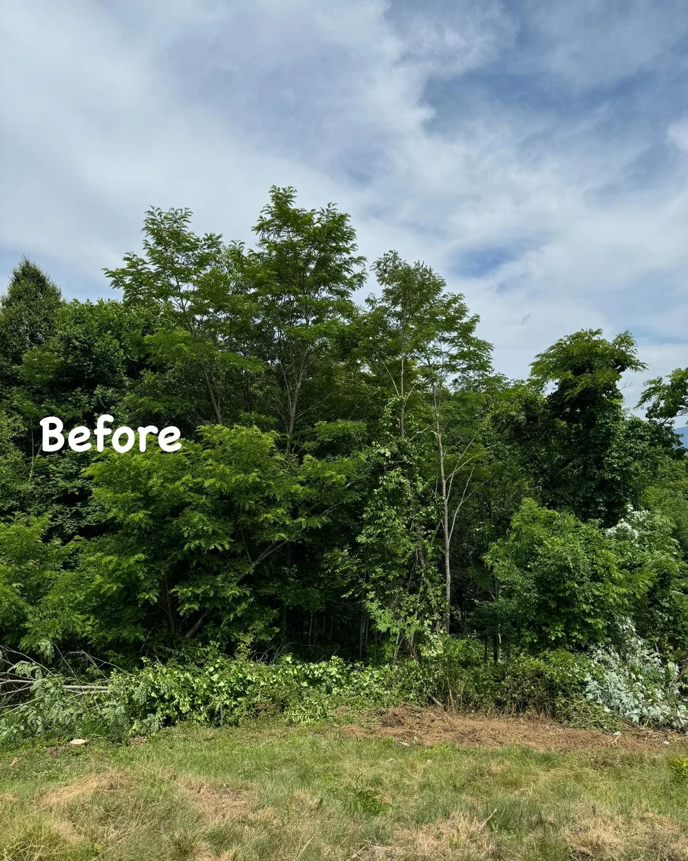 Before clearing, dense trees and overgrowth block the mountain view