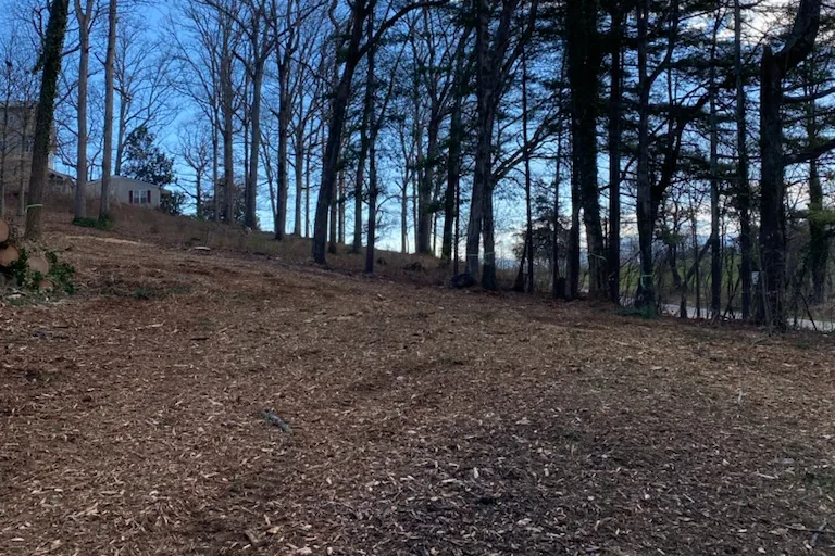 Tall trees left standing above a freshly cleared, mulched slope