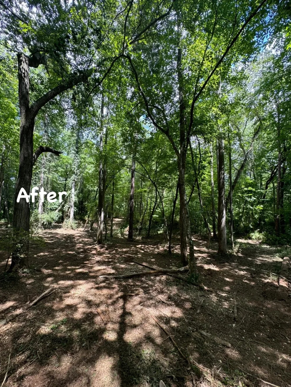 After: the understory cleared to open ground beneath tall trees