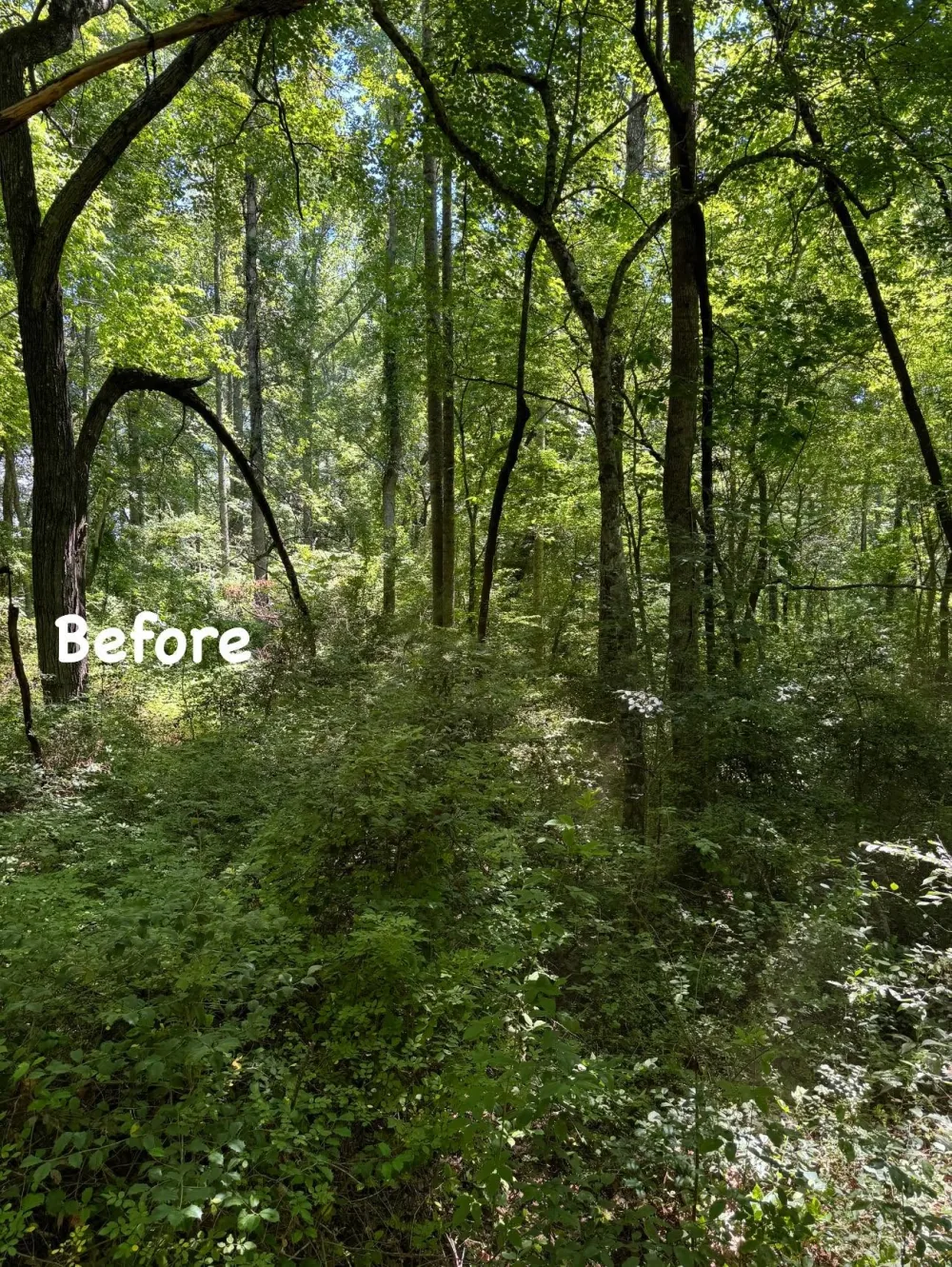 Before: dense brush and undergrowth covering the ground between tall trees