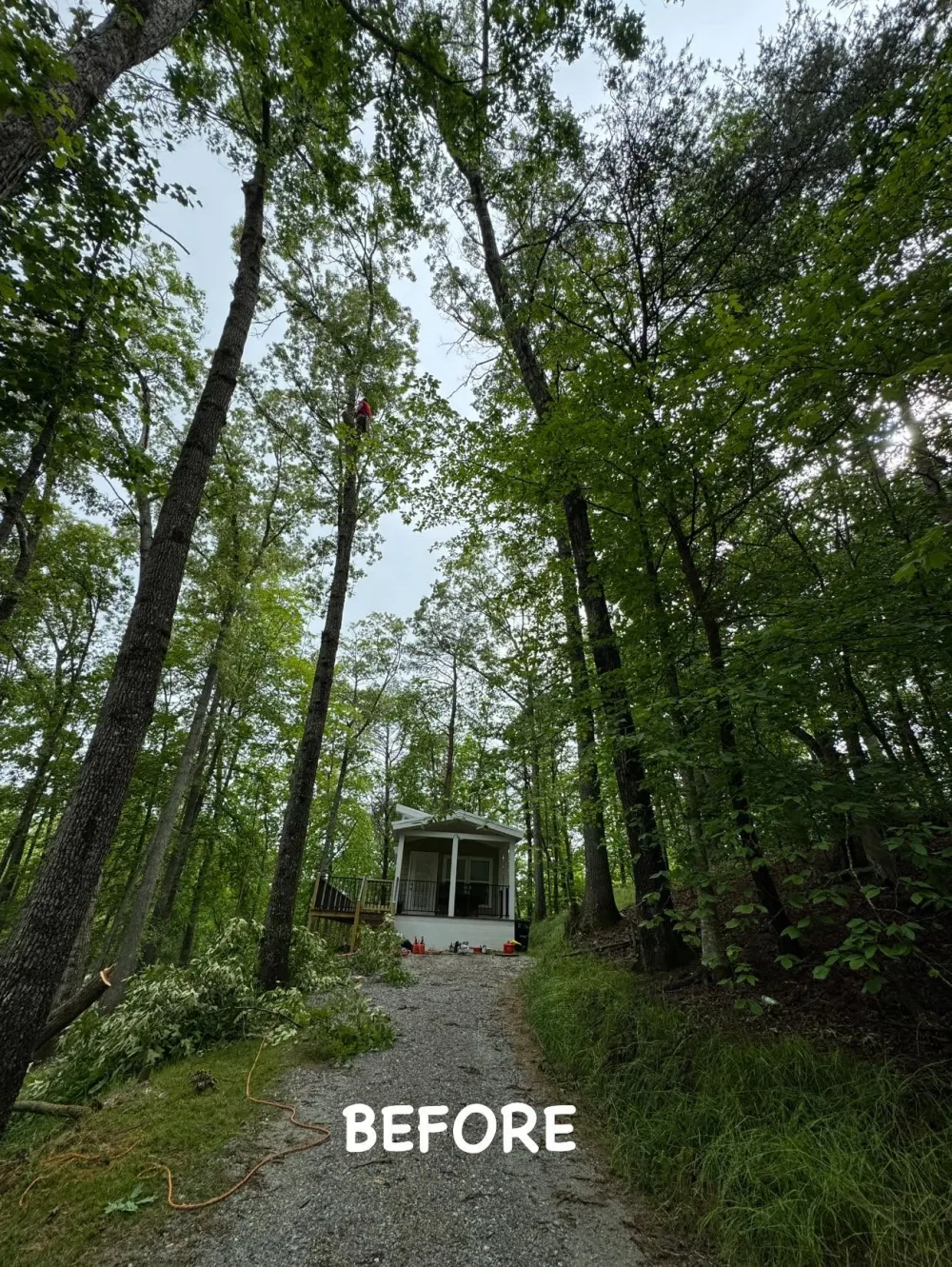 Before: a gravel drive leading up to a small building, closely lined by tall trees