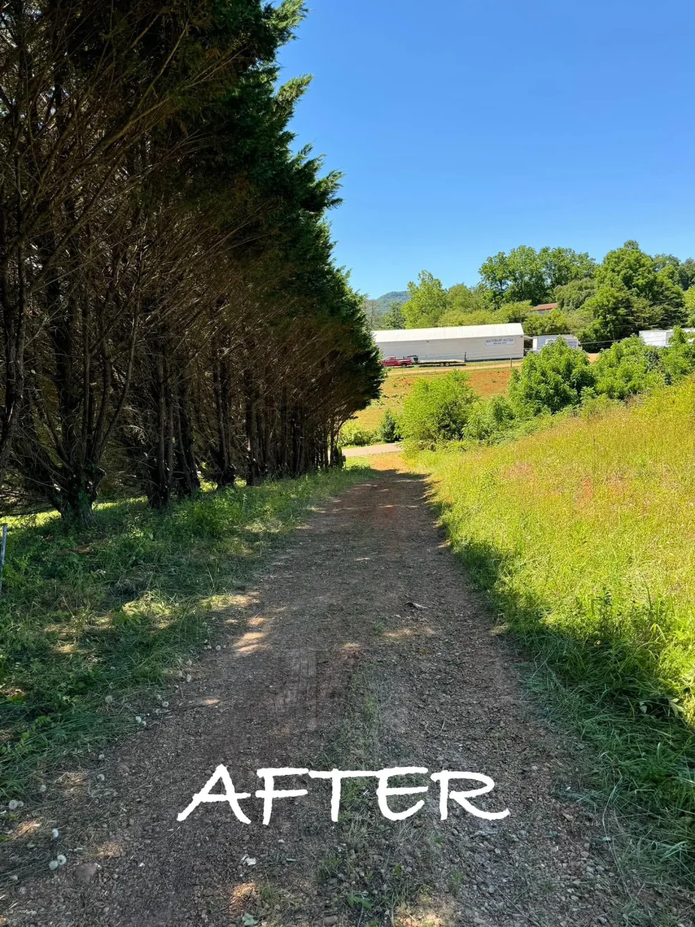After: the same dirt path with the evergreen branches along its side cut back