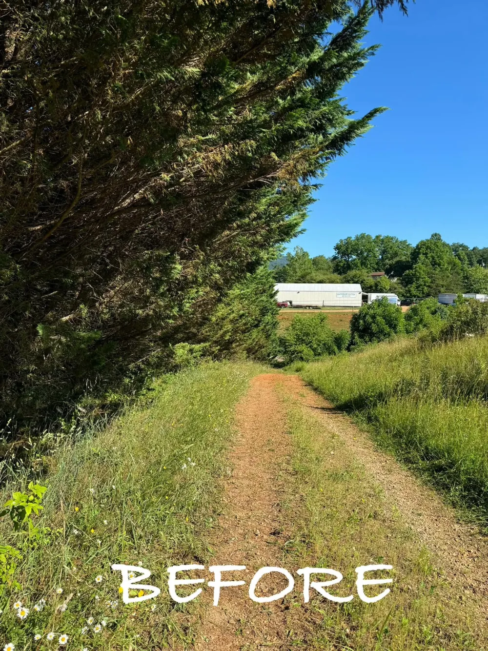 Before: a dirt path with evergreen branches hanging over its left side