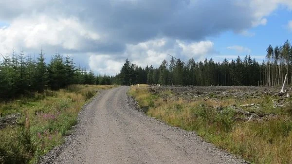 Gravel access route through a managed forest