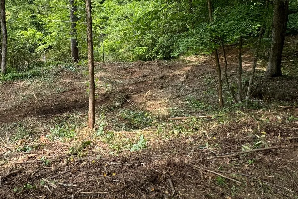 Cleared forest floor with selected hardwood trees left standing
