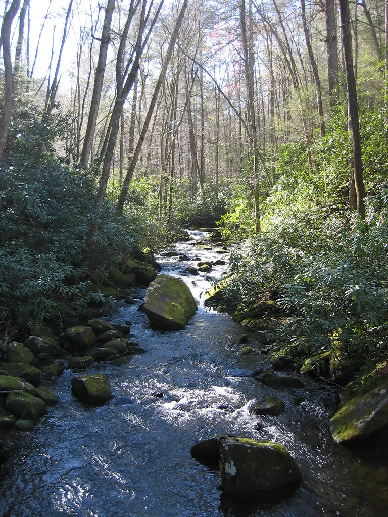 Wooded creek in Nantahala National Forest
