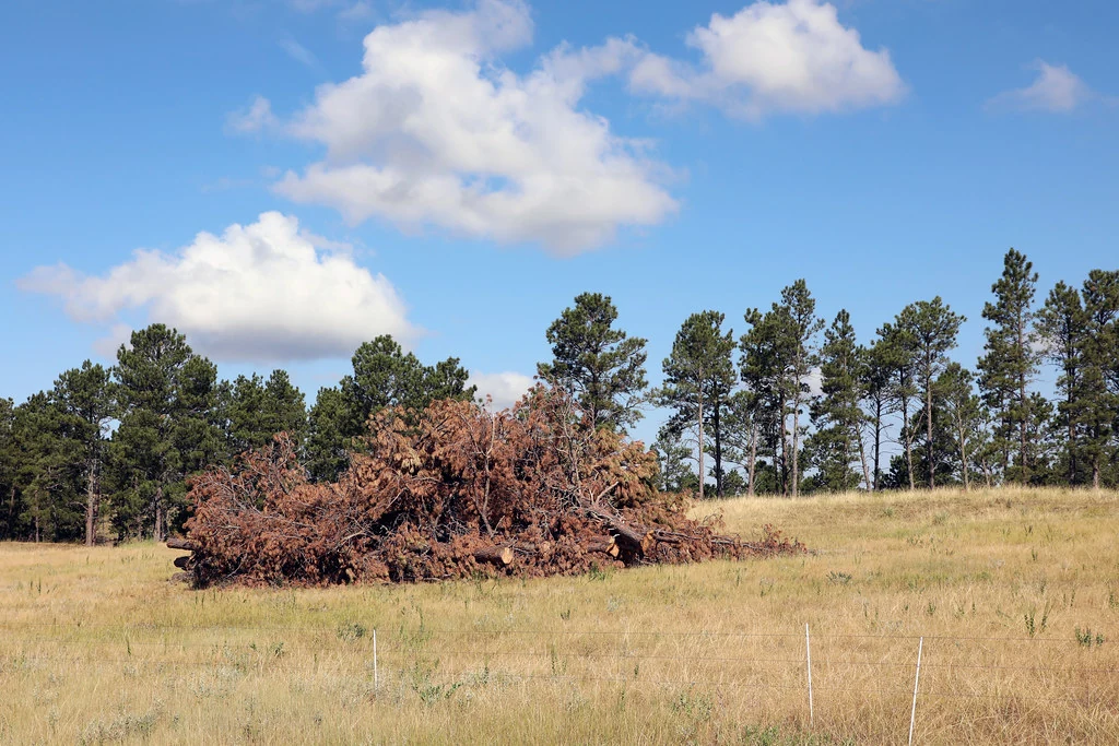 Cut tree material collected after forest thinning