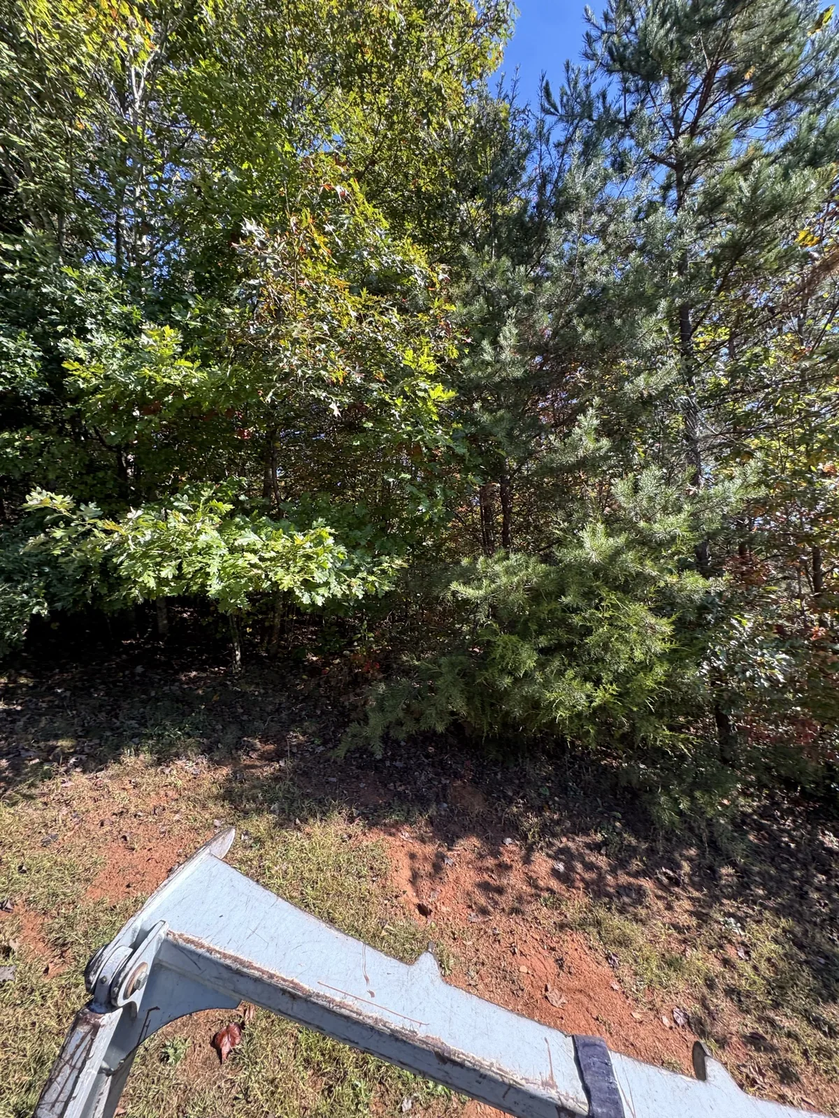 Standing trees and green understory in a wooded area
